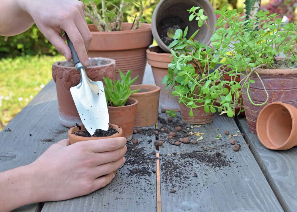 Cómo cuidar tu jardín en verano